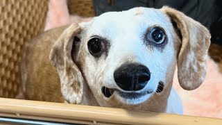 Woman discovers dog is deaf after bringing her home. So naturally she did this.