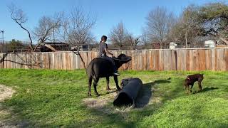 Taylor and Tonka the water buffalo riding thru trail course