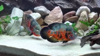 Oscar,silure aquarium 810L