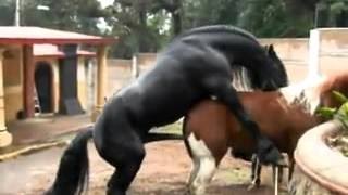 Horse mating - animal mating