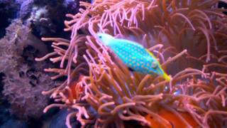 Captive raised Oxymonacanthus longirostris female