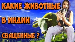Индия. Какие животные священные в Индии?