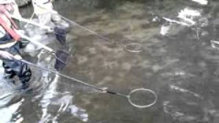 Electric Fishing!