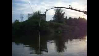 catfish fishing silurus glanis aksios river γουλιανος