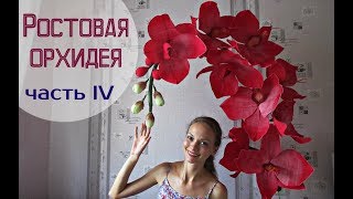 Большие цветы | Ростовые орхидеи. Часть 4