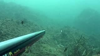 Pescasub:Saraghi invernali