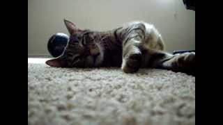 Drunk Cat ;)