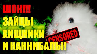 ХИЩНЫЕ ЗАЙЦЫ КАННИБАЛЫ (интересные факты о животных)