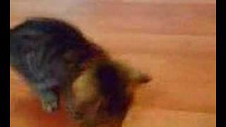 cat goes mad