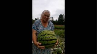 Жительница Хабаровского края вырастила 15-килограммовый арбуз