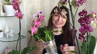 Пересадка  -  перевалка орхидей ... Клеопатре новый домик - низковат))))