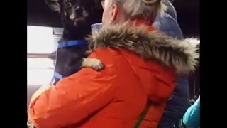 Любопытная собака