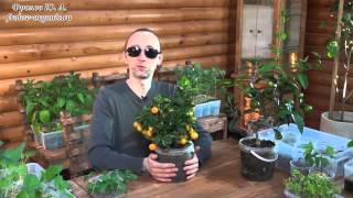Фролов Ю.А. - Быстрое выращивание растений  Введение в тему выращивания тропических плодовых