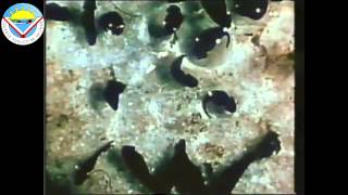 Los anfibios. Metamorfosis