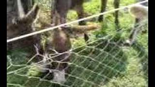 Donkey and cow owning each other
