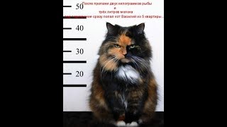 Интересные, забавные и смешные животные часть 2