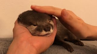 カワウソさくら 二人がかりでもみくちゃにされるカワウソ otter that touched a lot from two people