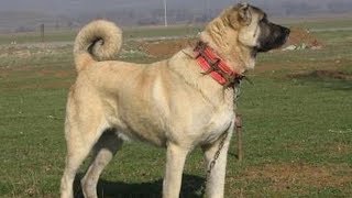 Bursa Karacabey'deki Kangal Çiftliği