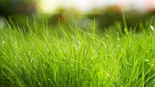 iGrass. Пример работы с Multiscatter в 3ds max