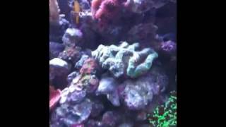 Sandy Petropoulos's Tank!
