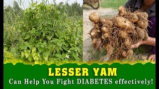 LESSER YAM: This Tuber Can Help You Fight Diabetes effectively! | TOP 10 Indian Herbs