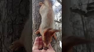 Белка ест орешки. Ловлю красивый ракурс / Squirrel eats nuts. Catching a beautiful angle