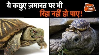 4 साल से क्यों इन कछुओं को नहीं मिली ज़मानत ? |CRIME TAK