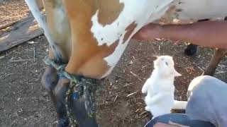Доит корову кошке в рот