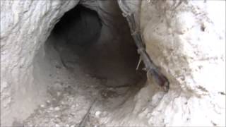 Охота на лису норная,с ягдтерьером!.  The Badger Hunt, with Jagdterrier