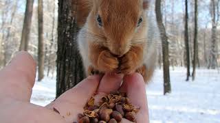 В Москве выпал снег, а я кормлю Рыжую / It snowed in Moscow, and I'm feeding a Redhead