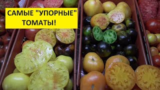 Обзор самых “упорных”, “трудолюбивых” томатов в начале осени, 2 сентября.