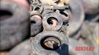В Благовещенском районе опять убивают свиней из-за АЧС