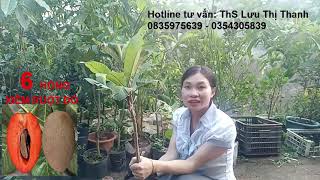 10 Giống cây trồng Mới Lạ có giá trị Kinh tế cao 0835975639 Hỗ trợ đầu ra sản phẩm