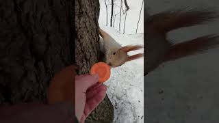 Не хочу морковку, хочу орешки / I don't want carrots, I want nuts