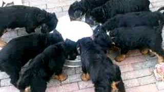 Airedale Puppy's Lunch Time