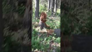 Woman in the woods part three listin for the scream