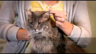How to Test Animal Blood Glucose Levels with Alpha TRAK