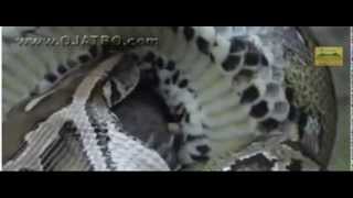 Анаконда жрет крокодила  Шокирующее видео.