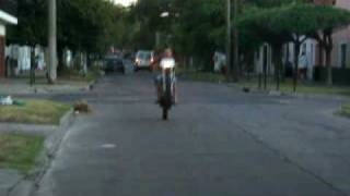 BATATA WILLY BY CAMID 6