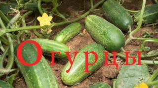 Азбука для детей. Учим буквы.  Буква О