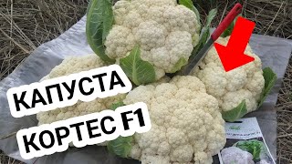 Ранняя цветная КАПУСТА КОРТЕС F1.