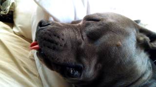 Pit Bull Diesel, Snoring And Using My Pillow. Funny!