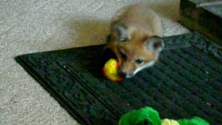 Baby red fox playing