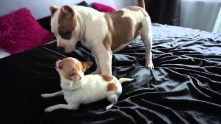 American Bully ,,Hornet,, vs Chihuahua ,,Mini,,