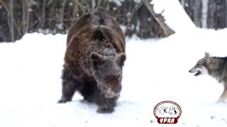 Зверовые лайки России №1 Якименко Олег hunter Russian beast husky