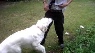 Dog humps boy and gets erection