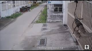 ดั่งสุภาษิตไทยที่ว่า ตายห่าเยี่ยงหมาข้างถนน