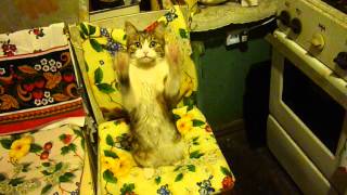 Дрессированная кошка The trained cat Iza 1