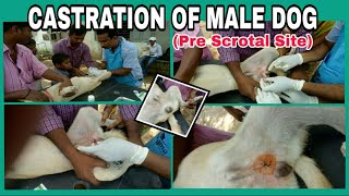 CASTRATION of Male Dog- (Pre scrotal Surgical Method )