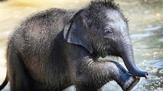 Lap Elephants ★ FUNNY & CUTE ELEPHANTS [Funny Pets]